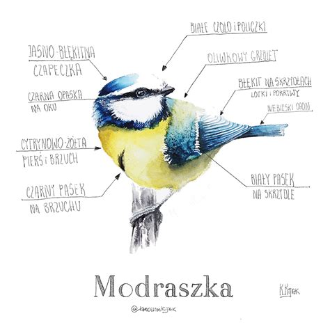 Sikorki w Polsce czyli bogatka, modraszka, sikorka。